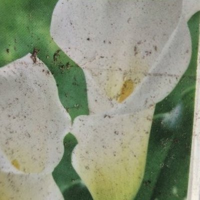 Zantedeschia aethiopica 'Snow Whie'' - 17 cm - Staude calla