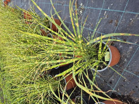 Miscanthus sinensis Gold Breeze - 