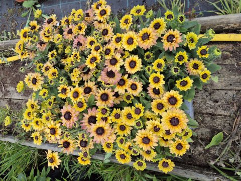 Rudbeckia hyb, Flamingo Vanilla - gte Solhat