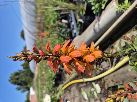 Isoplexis isabelliana Bella - NYHED - 17 cm