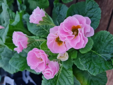 Primula Princess - Rosa - 10 cm potte