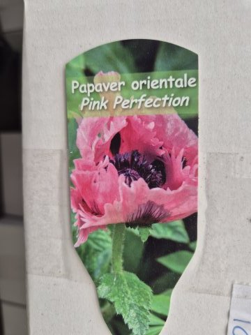 Papaver orientale pink Perfection -  Orientalsk valmue - 17 cm