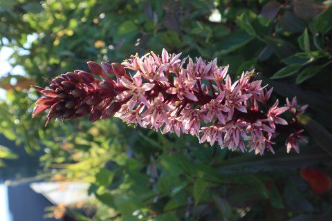 Eucomis - Ananas lilje - 12 cm potte