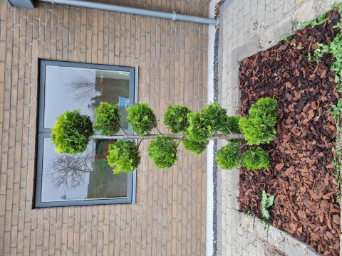 Cypress Ivenno Bonsai 175 - 200 Cm