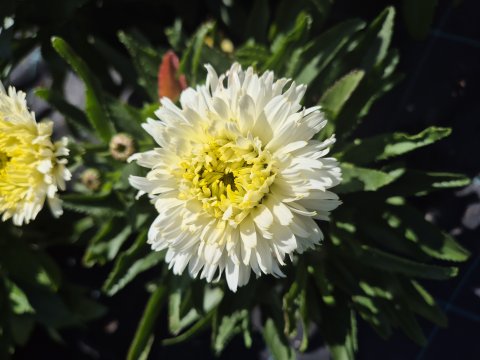 Leucanthemun Superbum macaroon - Kmpemargerit - 17 cm