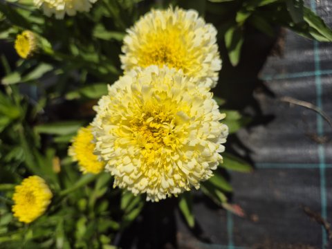 Leucanthemum 'Luna', 17 cm - Kmpemargerit