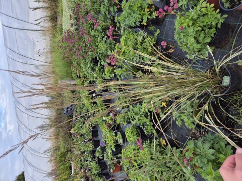 Calamagrostis acutiflora Overdam