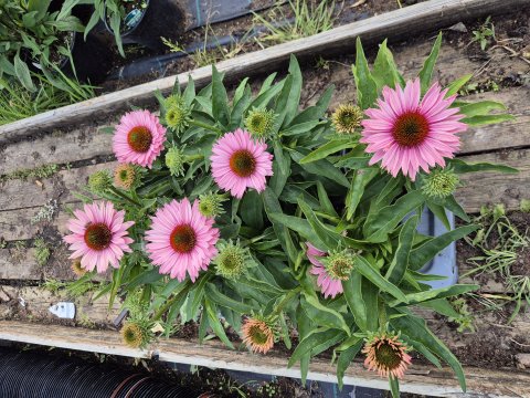 Echinacea Purpurea Sunseekers Salmon - Solhat
