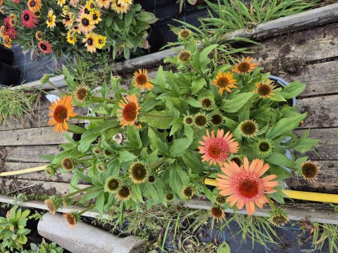 Echinacea Hyb sureme cantaloue - Solhat - UDGR