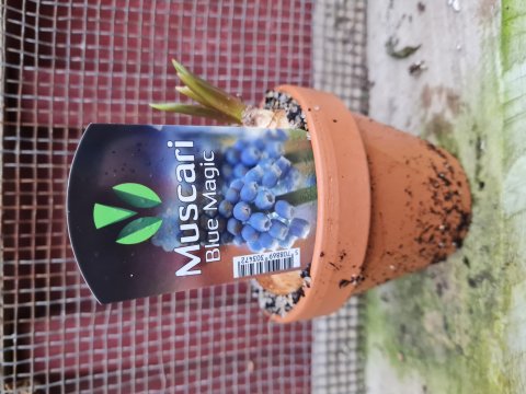 Muscari - Bl Perlehyacint - 9 cm lerpotte