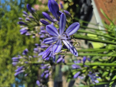 Agapanthus africanus - Double Diamond - 17 cm ler - Skrmlilje