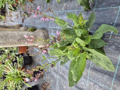 Salvia Hyb fashionista Pretty in pink - 17 cm