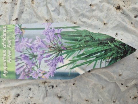 Agapanthus africanus - Peter pan - 17 cm ler - Skrmlilje