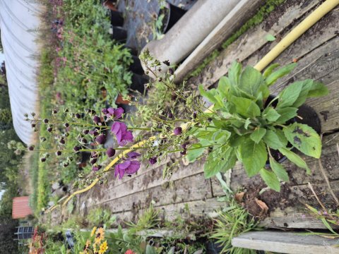Verbascum hyb, Suger Plum - kongelys