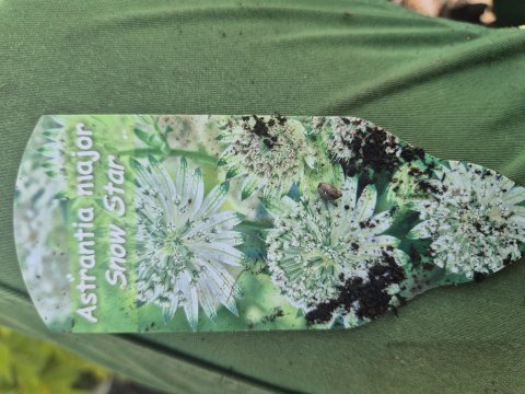 Astrantia major Snow star - 17 cm - stjerneskrm