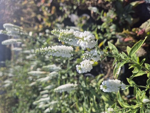 Veronica Longifolia First lady - renpris - 17 cm