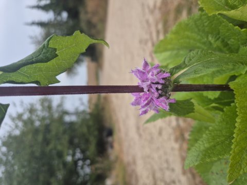 Phlomis tuberosa Amazone - Lvehale - 17 cm
