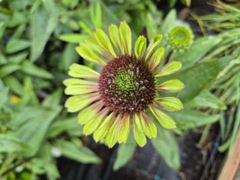Echinacea Purpurea Sweer Sandin - Solhat