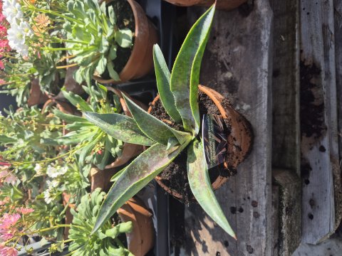 Mangave Hyb mission to Mars  - 13 cm Lerpotte - Vinterhrfr huslg