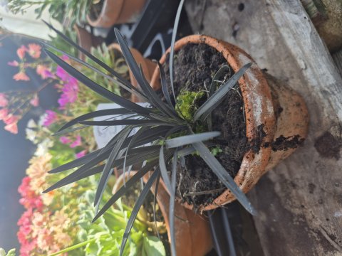 Ophiopogon planiscapus Nigrescens black dragon - Sort slangeskg  13 cm ler