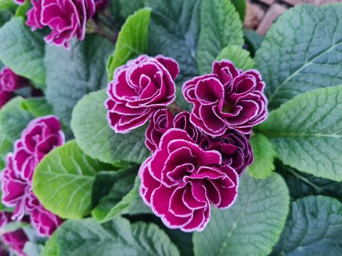 Primula Princess - 10 cm potte