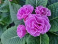 Primula Princess - Lilla- 10 cm