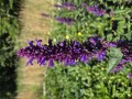 Agastache blue boa - Asisiop - 17 cm