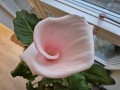 Zantedeschia aethiopica 'Flamingo' -17 cm - Staudecalla