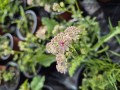Astrantia major Buckland - 17 cm - stjerneskrm