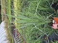 Panicum virgatum Blue Fauntain - Staudehirse - 17 cm potte
