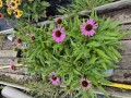 Echinacea hyb Fountain Light purple - Solhat