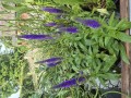 Veronica spicata Royal Candles 17 cm