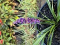 Liriope muscari Royal purple - Japansk Skilla - 17 cm