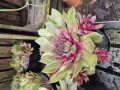 Sempervivum hyb Big sam pink pomelo 17 cm