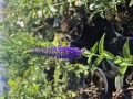 Veronica longifolia First Glory - 17 cm -