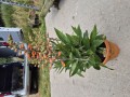 Digitalis Isoplexis Digiplexis fireracker - 17 cm - Fingerbl