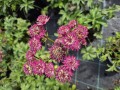 Astrantia major capri - 17 cm - stjerneskrm