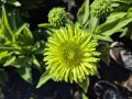 Echinacea Purpurea Sunseekers Appel Green - Solhat