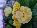 Primula Princess - Gul - 10 cm potte