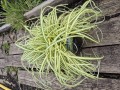 Carex oshimensis Evergold - Japansk star