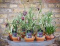 Fritillaria - Vibeg - 9 cm Lerpotte