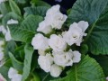 Primula Princess - Hvid - 10 cm