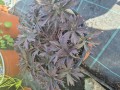 Geranium ratense midnight Reiter - 17 cm