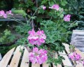 Duft Geranium