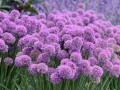 Alium little sapphire 17 cm - Kommer igen Maj 2026