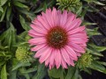 Echinacea Purpurea Sunseekers Sweet Fuchsia - Solhat